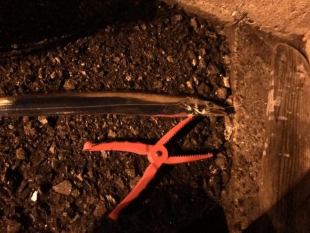 タチウオが面白くなっ来ました