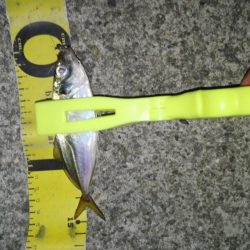 ナイトあーじ＆たーちー