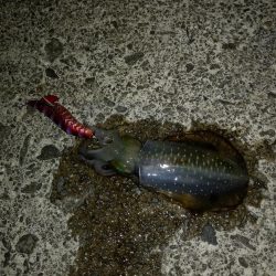 ロックフィッシュと時々イカ