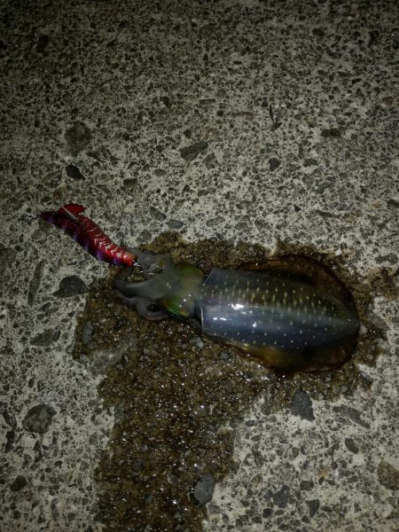 ロックフィッシュと時々イカ