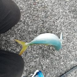 ライトショアジギング