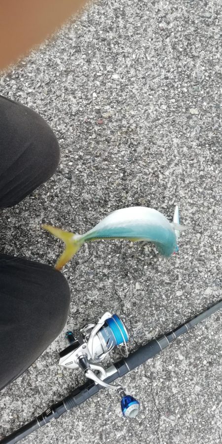 ライトショアジギング