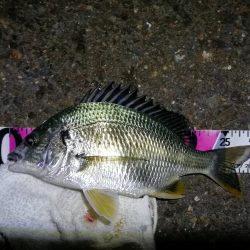 南港カモメ大橋ヘチ釣行 （真チヌ47cm！、キビレチヌ、 釣果他有り）