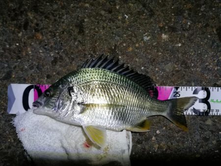 南港カモメ大橋ヘチ釣行 （真チヌ47cm！、キビレチヌ、 釣果他有り）