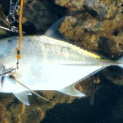 早朝より2バイト1ヒットでロウニンアジ