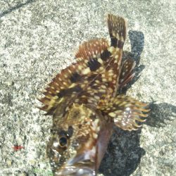 南港渡船で色々釣査