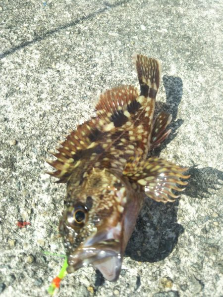 南港渡船で色々釣査