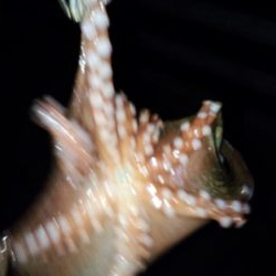 台風前にケンサキ狙い