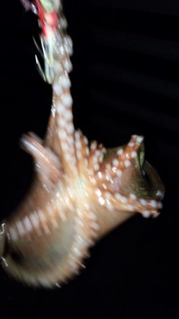 台風前にケンサキ狙い