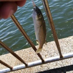 サヨリ よく釣れました