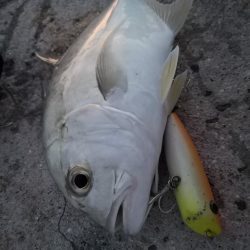 港から自作ポッパーでギンガメアジ