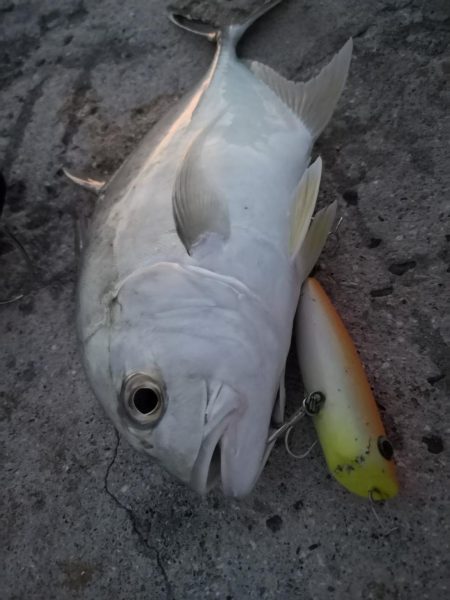 港から自作ポッパーでギンガメアジ