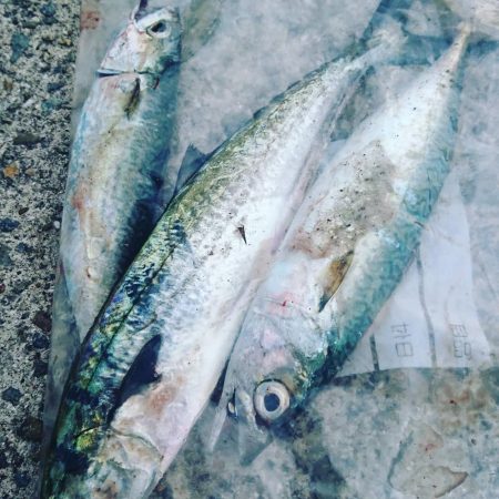 鯖、鯖、鯖、サゴシ♪