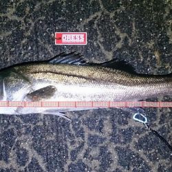 シーバスゲーム