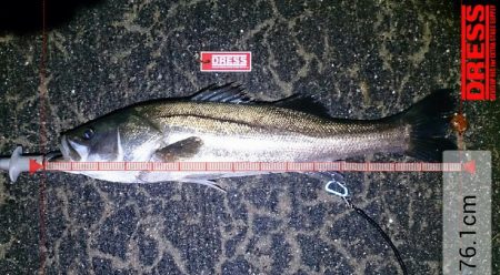 シーバスゲーム