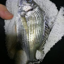 南港カモメ大橋ヘチ釣行 （真チヌ44cm、小キビレチヌ、 釣果）