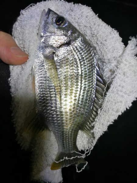 南港カモメ大橋ヘチ釣行 （真チヌ44cm、…