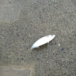 タチウオだめでした