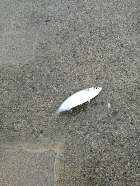 タチウオだめでした