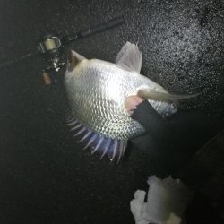 南港フェリーヘチ釣り （渋かった、小キビレ、小真チヌ 他釣果）