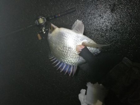 南港フェリーヘチ釣り （渋かった、小キビレ、小真チヌ 他釣果）