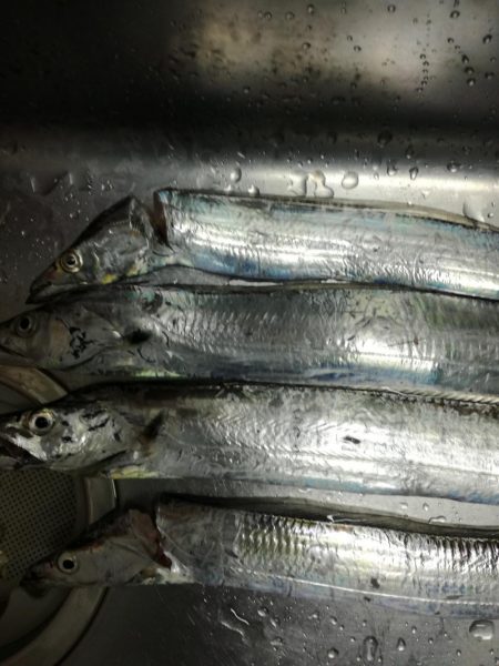 にごりの中のタチウオ