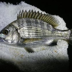 南港フェリーヘチ釣り （続渋い、小真チヌ、小キビレ 釣果）