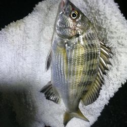 南港フェリーヘチ釣り （キビレ35cm、小真チヌ 釣果）