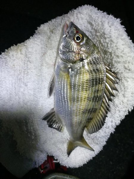 南港フェリーヘチ釣り （キビレ35cm、小真チヌ 釣果）