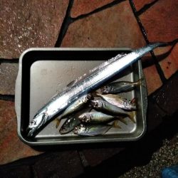 常夜灯アジング