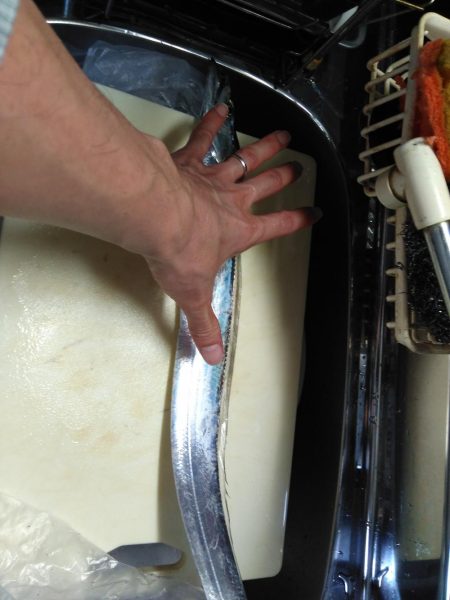 エサには勝てんなぁ。