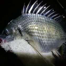 雨天の南港カモメ大橋ヘチ釣行 (キビレチヌ30cm、黒メバル釣果有り)
