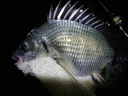 雨天の南港カモメ大橋ヘチ釣行 （キビレチヌ…