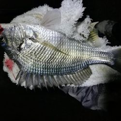 小雨降る、南港フェリーヘチ釣り （渋い！小キビレ、小真チヌ 釣果のみ）