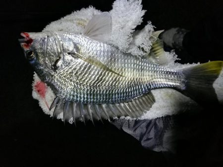 小雨降る、南港フェリーヘチ釣り （渋い！小キビレ、小真チヌ 釣果のみ）