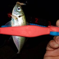 雨のアジング‼