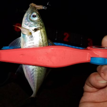 雨のアジング‼