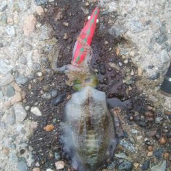 濁りの中、10日ぶり、アオリ5杯！！