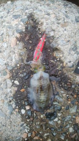 濁りの中、10日ぶり、アオリ5杯！！