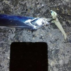 タチウオ活性高い！