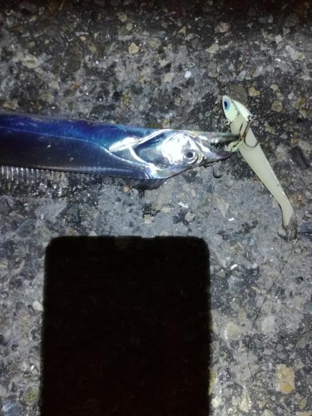 タチウオ活性高い！