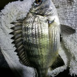 南港フェリーヘチ釣り (真チヌ37cm、小キビレチヌ 釣果)