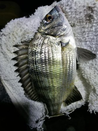 南港フェリーヘチ釣り (真チヌ37cm、小キビレチヌ 釣果)