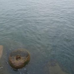 なんとか、アオリイカ1杯