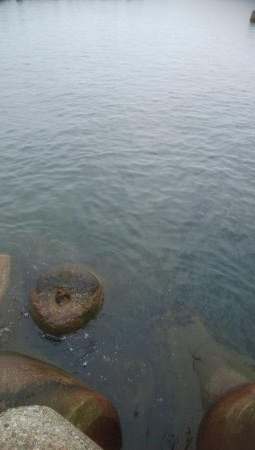 なんとか、アオリイカ1杯