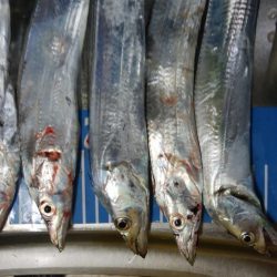 ジグサビキ　ワインド　シーバス