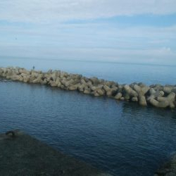 アオリイカ2杯 胴長16センチ!!