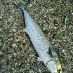 岸和田一文字でタチウオ&サゴシ等