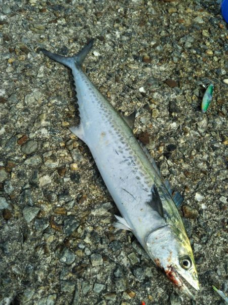 岸和田一文字でタチウオ&サゴシ等