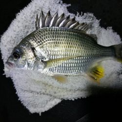 南港フェリーヘチ釣り （小キビレ、小真チヌ、ガシラ 釣果有）